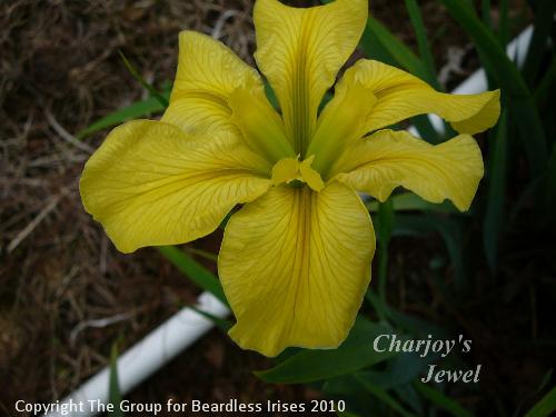 Charjoy's Jewel 